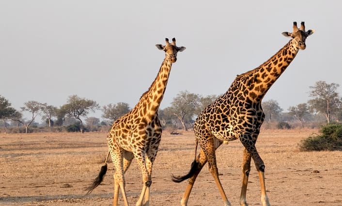 Overstock to Provide Zambia a Blockchain Land Governance Program