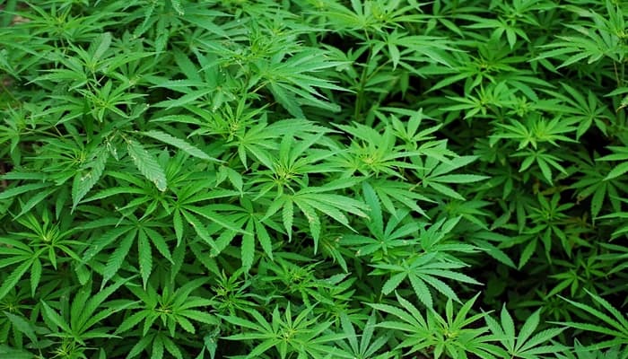 Korean Cannabinoid Association to Test Cannabidiol Using Blockchain