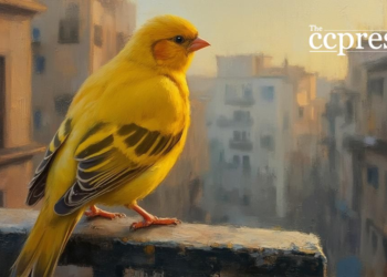 canary dawn urban serenity