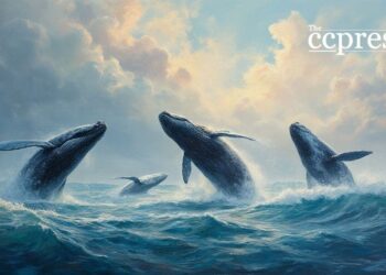 Chainlink Whale Accumulation and Potential Breakout
