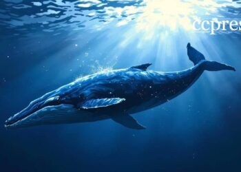 Whale Moves $114.9M USDT from Aave, Impacts Rates 24 Whale Moves $114.9M USDT from Aave, Impacts Rates