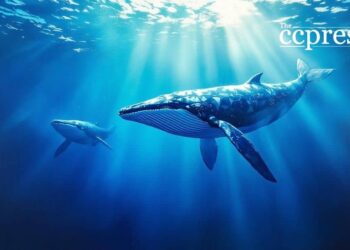 Ethereum Whales Acquire 800k ETH; ICO Wallets Revive 23 Ethereum Whales Acquire 800k ETH; ICO Wallets Revive