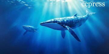 Ethereum Whales Acquire 800k ETH; ICO Wallets Revive 11 Ethereum Whales Acquire 800k ETH; ICO Wallets Revive