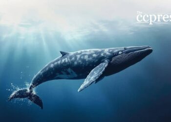 Bitcoin Whales Accumulate $23B in BTC Amid Market Tensions